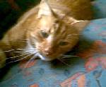 Linus min katt <3