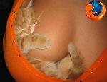 jag önskar att jag våre den där katten nu haha! X)