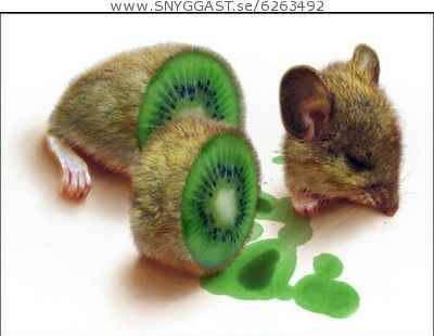hehe....mus-kiwi