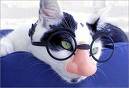 snygg katt