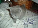gulig