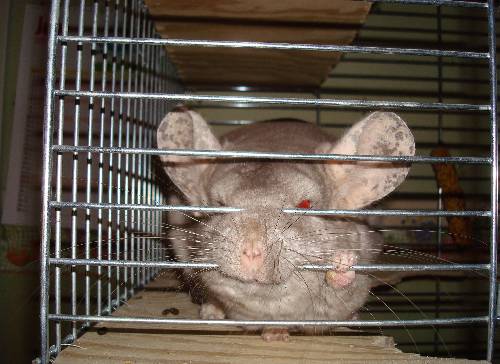 Peppo. min chinchilla :)