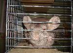 Peppo. min chinchilla :)