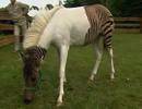 hästzebra   ett märkligt djur när en häst å en zebra gjorde du vet vad i sängen XD