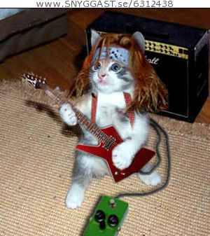 headbangers katt....