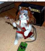 headbangers katt....