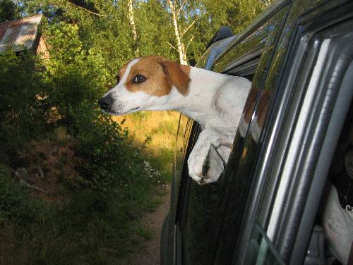min bil tokiga hund