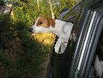 min bil tokiga hund