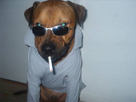 COOL DOG