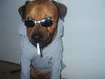 COOL DOG