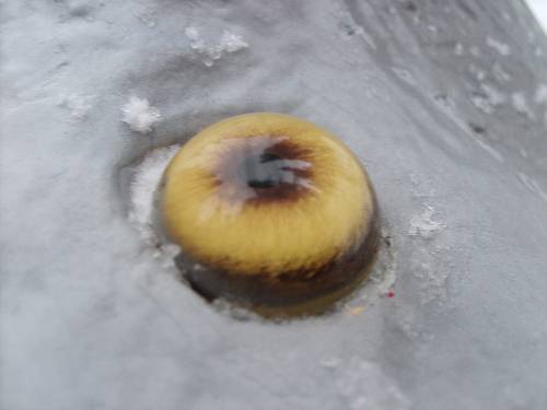 Dö fisk