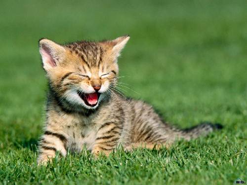 Rolig katt=)