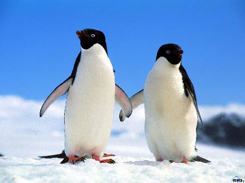 Pingviner