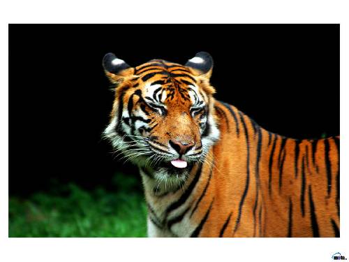 Tiger Som Utför Smilesen :P