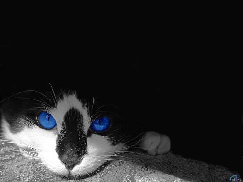 Cool katt, troligtvis omgjord i Photoshop, annars något annat gratis program