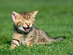 Rolig katt=)