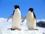 Pingviner