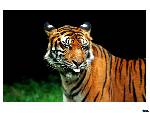 Tiger Som Utför Smilesen :P