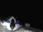 Cool katt, troligtvis omgjord i Photoshop, annars något annat gratis program