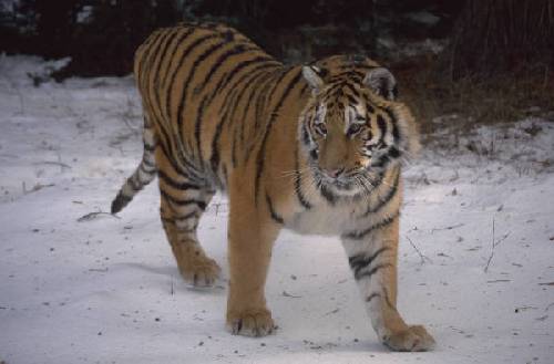 en tiger