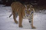 en tiger