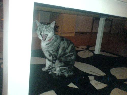 Klockren bild på min katt kanske? :P