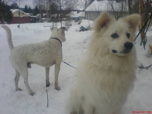 Tyson &  Nalle