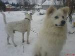Tyson &  Nalle
