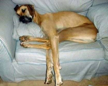 hund