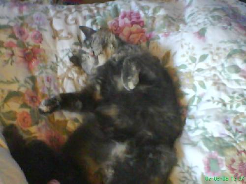 Min Katt , Dog för ett tag sen :'( .