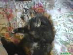 Min Katt , Dog för ett tag sen :'( .