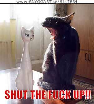 stupied cats