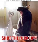 stupied cats