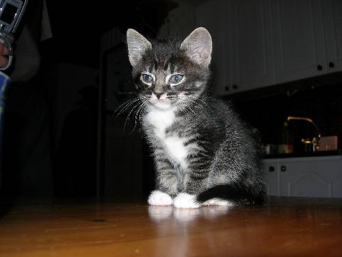 min katt