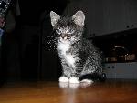 min katt