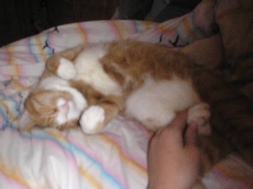 min katt