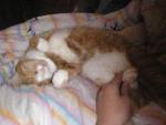 min katt