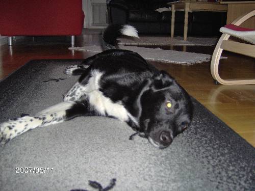 Min andra hund Tyson (utalas Tajson)