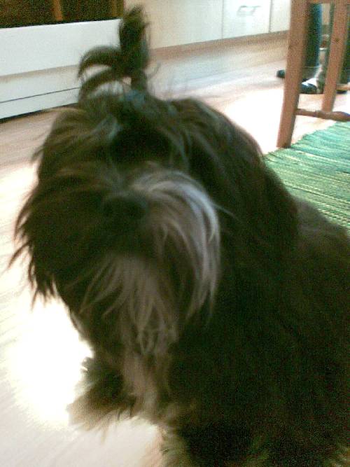 Polly my lovely dog!!