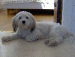lill znygge! (min hund zigge, som för övrigt e död)