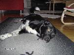Min andra hund Tyson (utalas Tajson)
