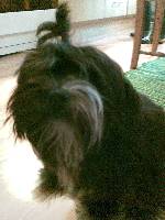 Polly my lovely dog!!