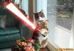 hehe star wars med katt