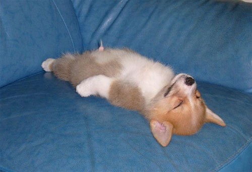 rolig hund haha