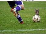 Omfg dont kill the kitty\"!!