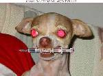 Dr HundxD