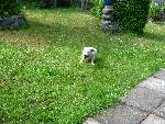 Get här är min halv syrras hund