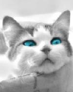 Söt katt:)