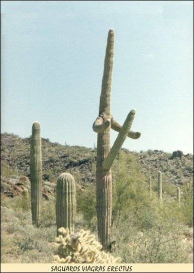 Saguaros Viagras Erectus