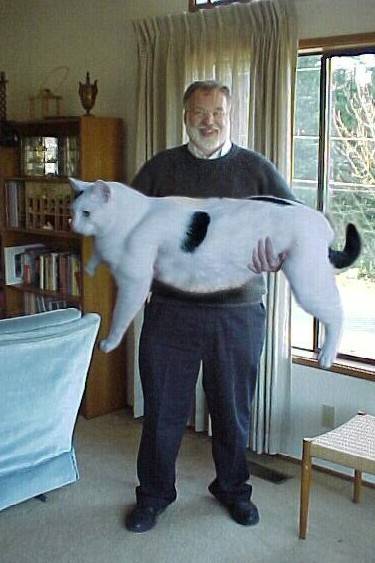 Undrar hur mycket den katten äter per dag..